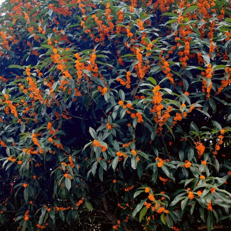 Champion Red Sweet Osmanthus Seeds