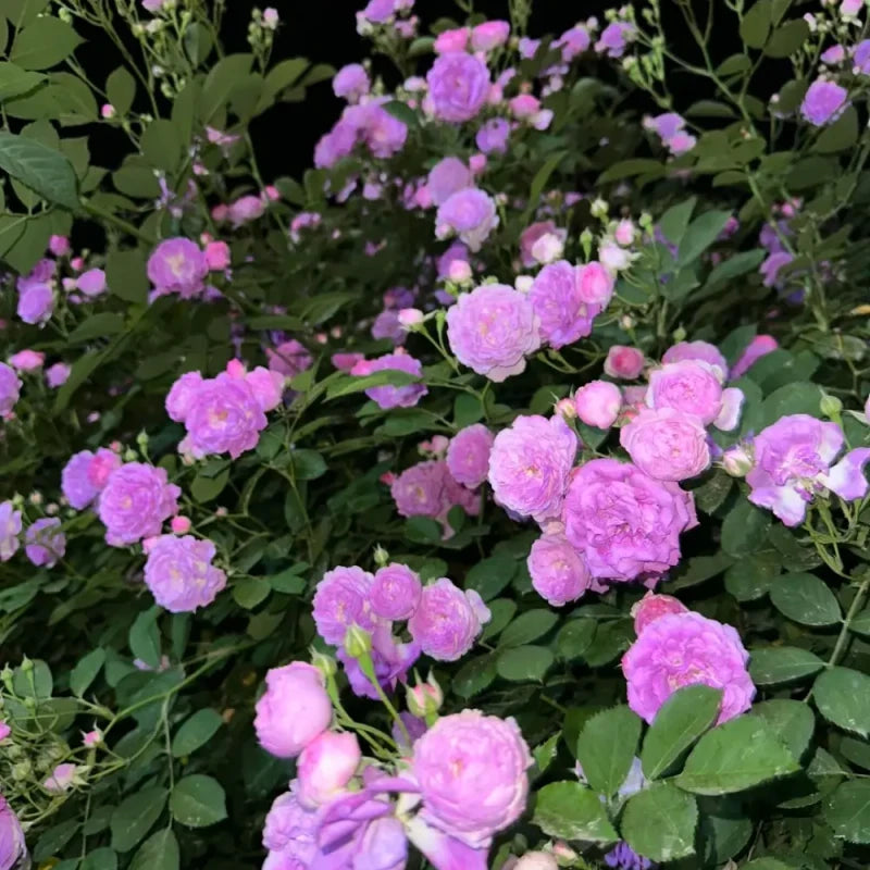 Purple Climbing Rose Seeds