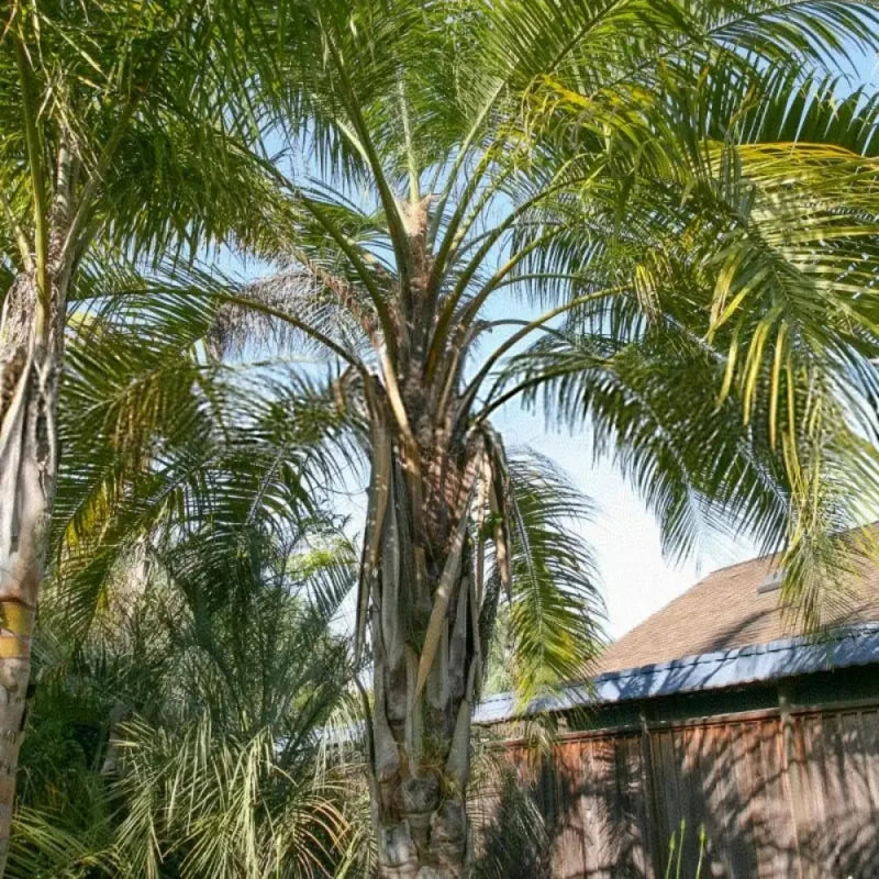 Palm Seeds