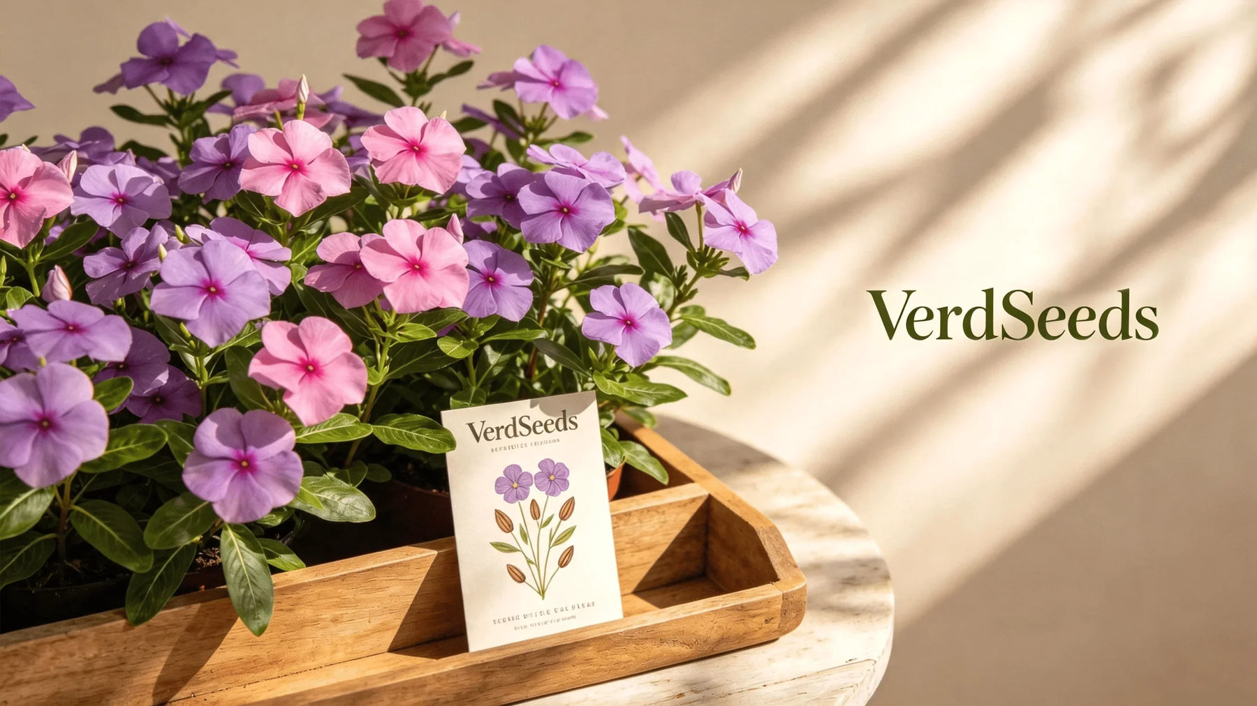 How to Grow Vinca (Catharanthus Roseus) from Seed: Complete Beginner’s Growing Guide