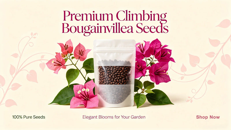 Vertical Gardening Tips: How to Grow Climbing Bougainvillea for Small Spaces