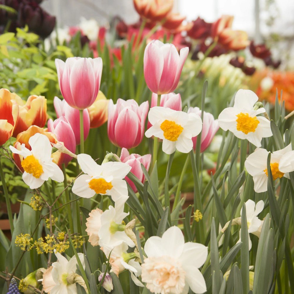 Flower Seeds - Verdseeds