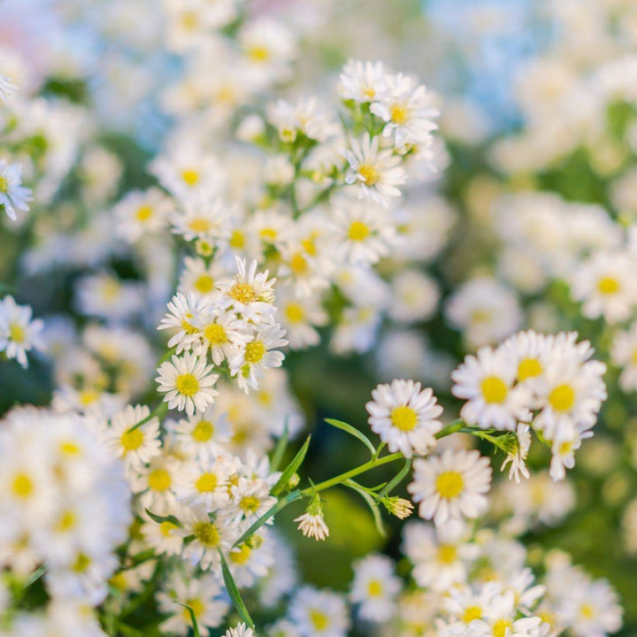 Herb Seeds