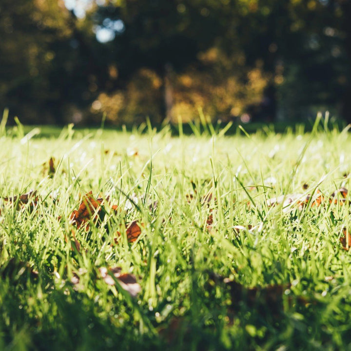Grass Seeds