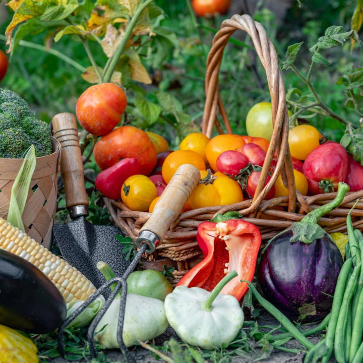 Vegetable Seeds