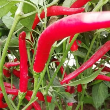Bird’s Eye Chili Seeds