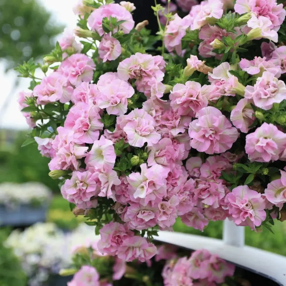 Pink Petunia Double Seeds