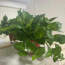 Pothos Seeds