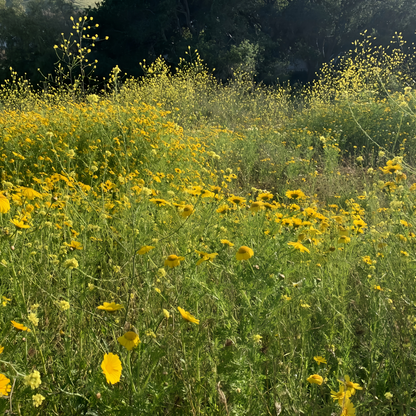 Wildflower Seeds - Yellow Mix Includes African Marigold, Coreopsis, Calendula, etc.