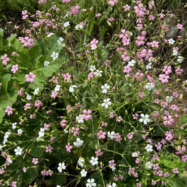 Cowherb Seeds