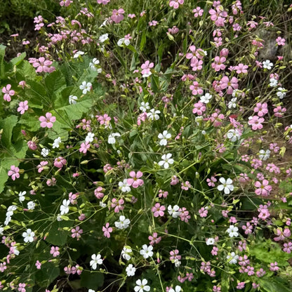 Cowherb Seeds