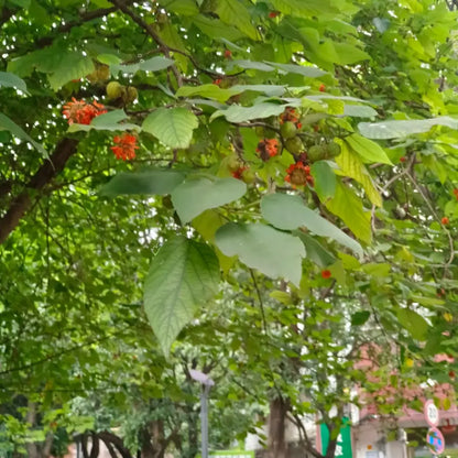Paper Mulberry Seeds