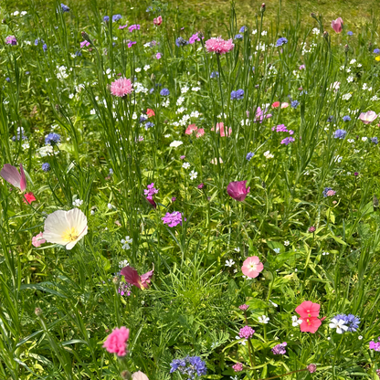 Wildflower Seeds - Spring In The Air Mix Includes Sweet Alyssum, Takhtajaniantha Austriaca, etc.