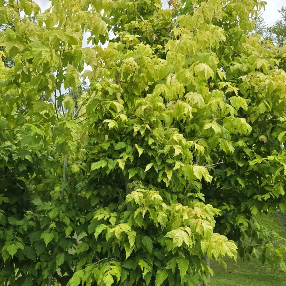 Boxelder Maple Seeds