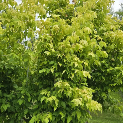 Boxelder Maple Seeds
