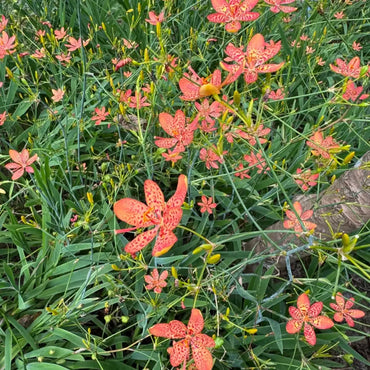 Blackberry Lily Seeds