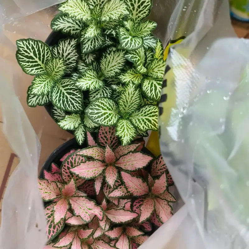 Nerve Plant Seeds