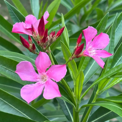 Oleander Seeds