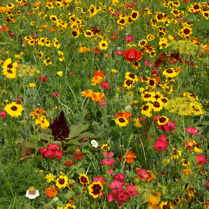 Wildflower Seeds - Shade Tolerant Mix Includes Papaver, Snapdragon, China Aster, etc.