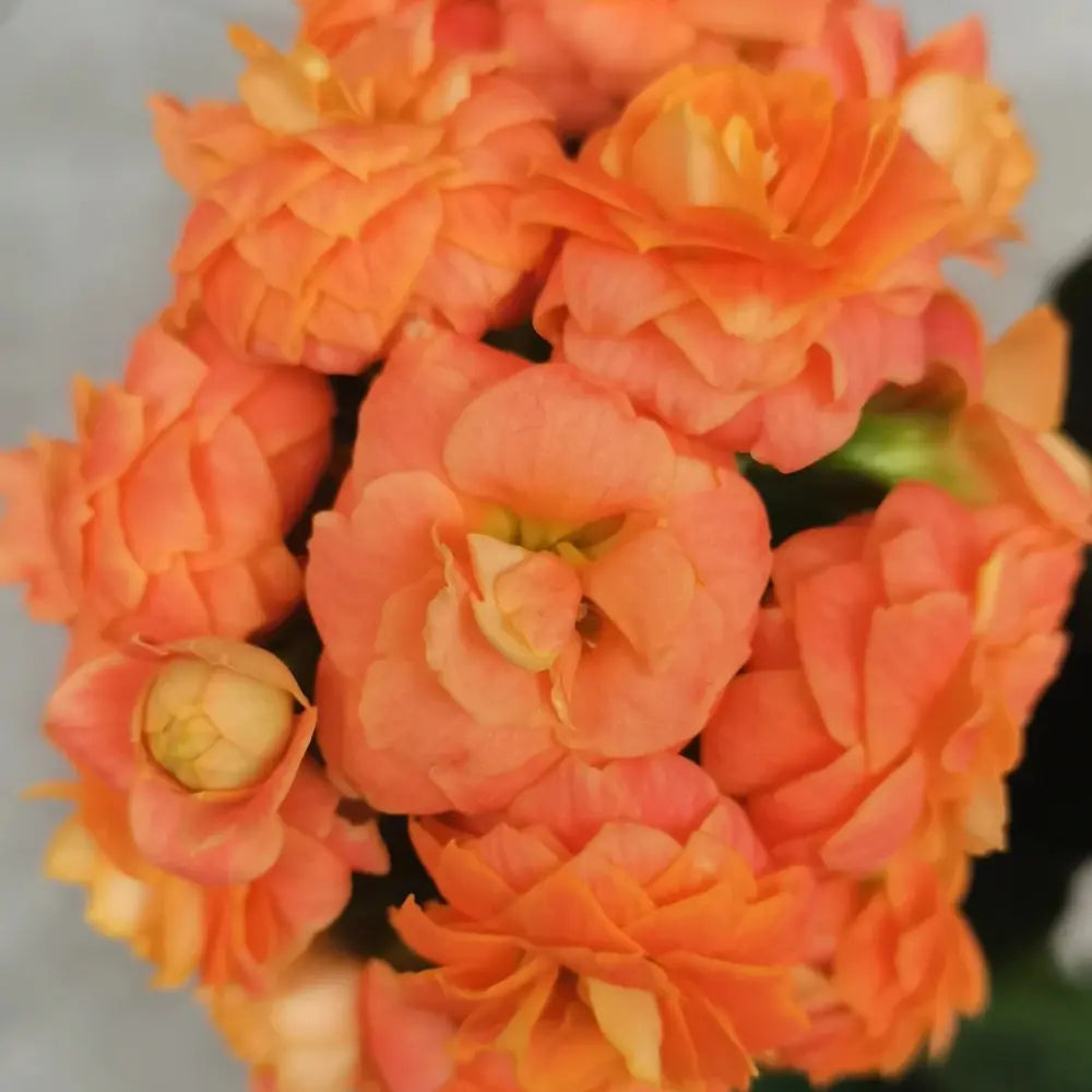 Golden Fox Kalanchoe Seeds
