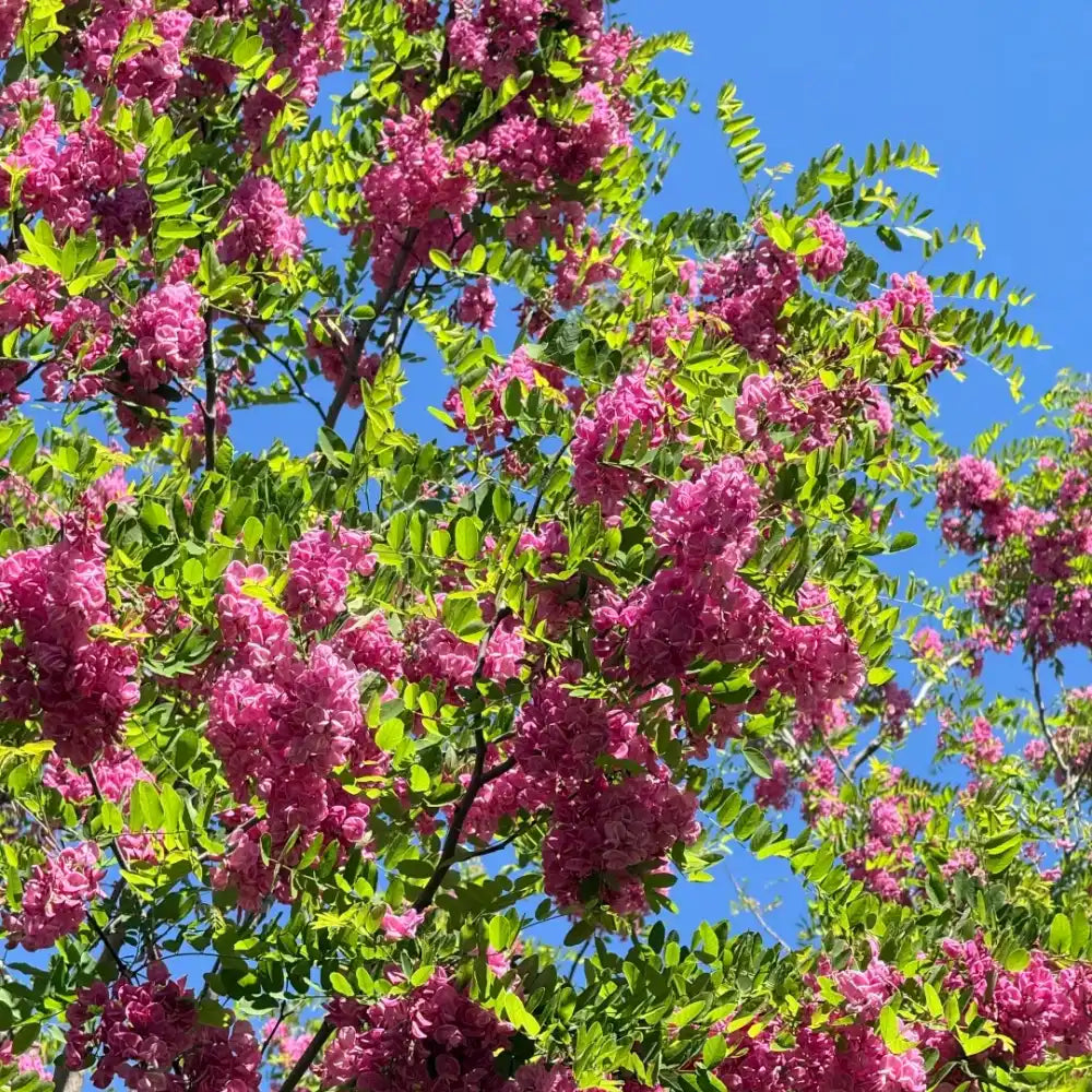 Pink Locust Seeds
