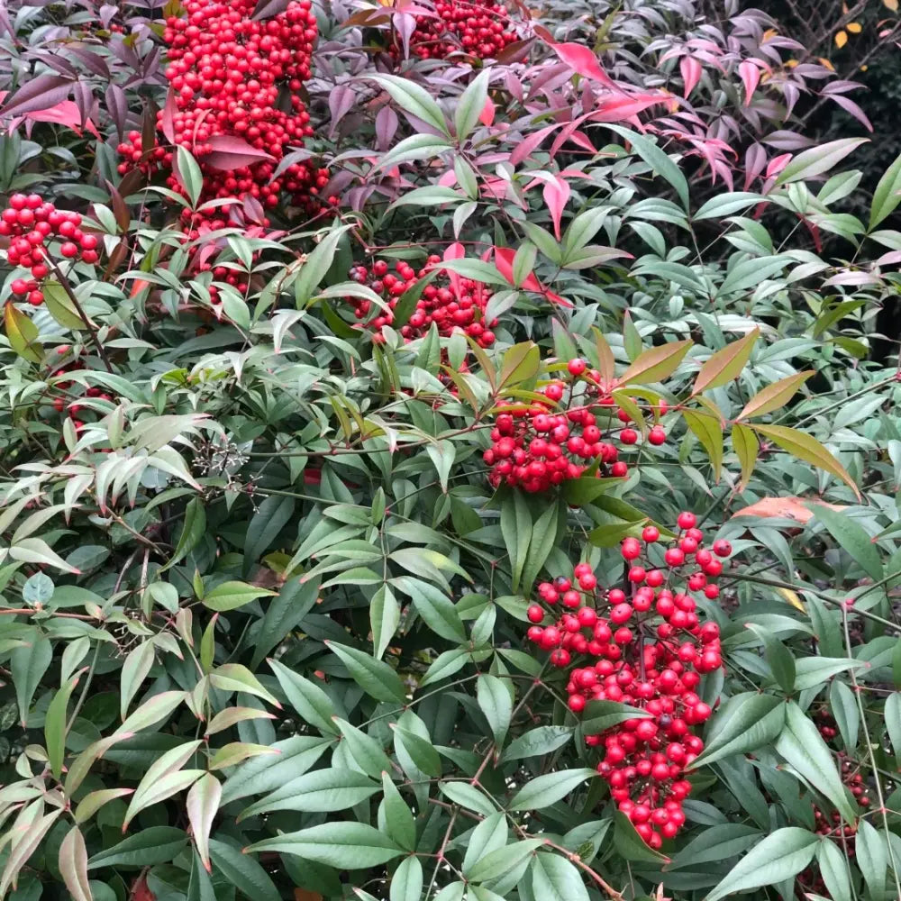 Heavenly Bamboo Seeds