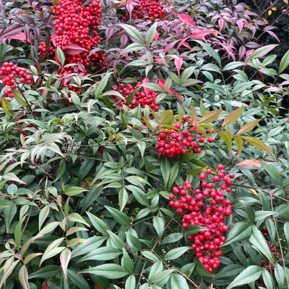 Heavenly Bamboo Seeds
