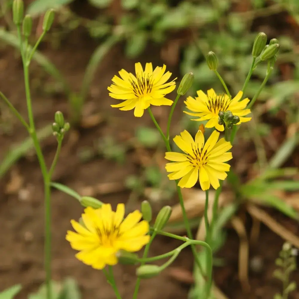 Indian Lettuce Seeds