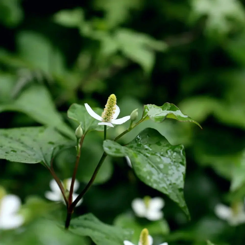 Fish Mint Seeds