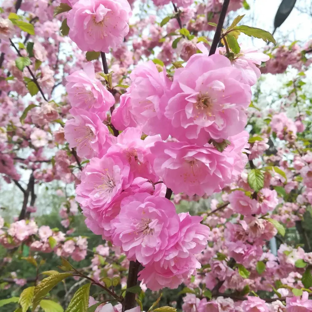 Flowering Almond Seeds
