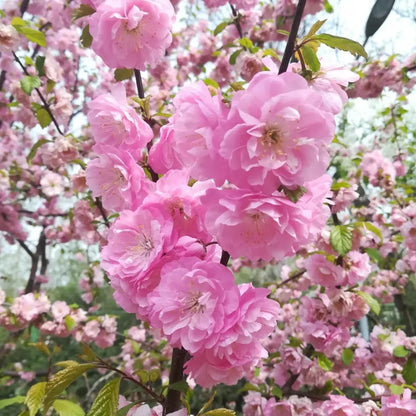 Flowering Almond Seeds