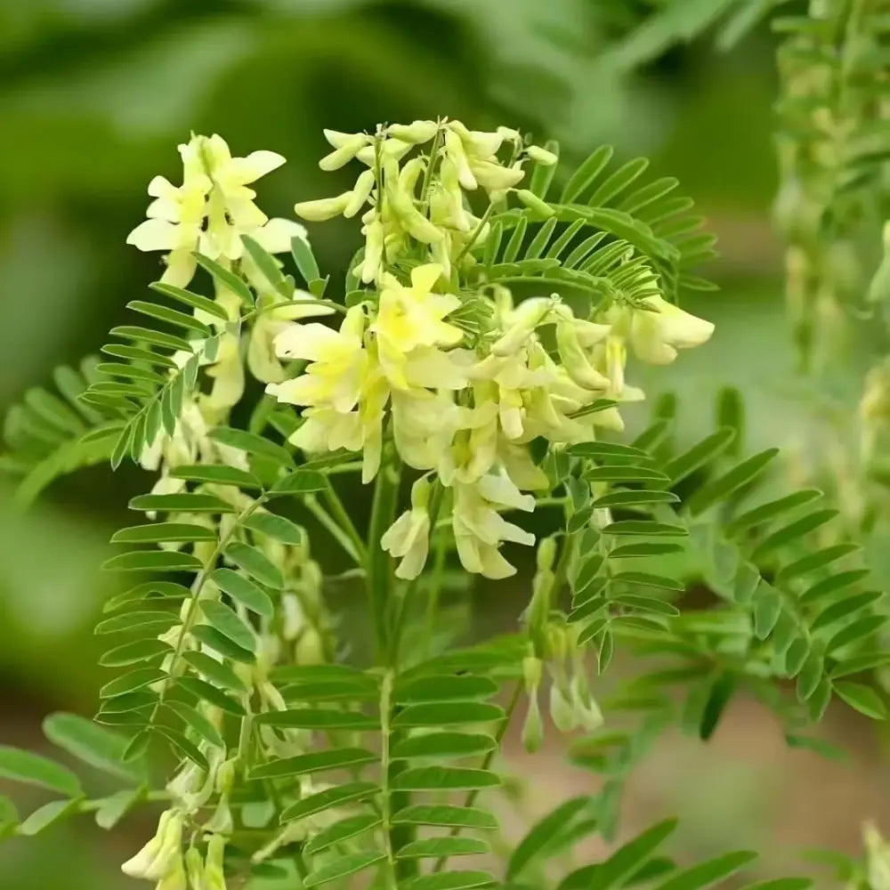 Shrubby Sophora Seeds