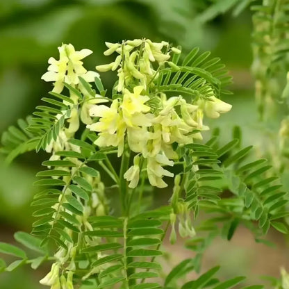 Shrubby Sophora Seeds