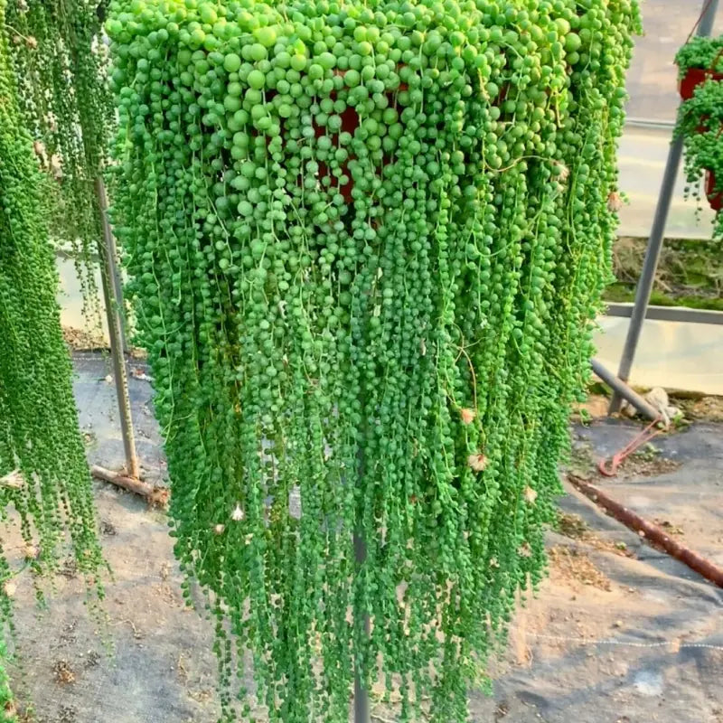 String of Tears Seeds