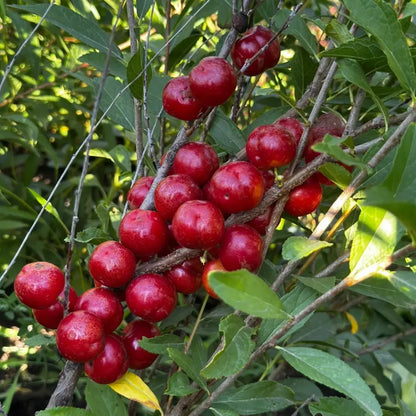 Chinese Dwarf Cherry Seeds