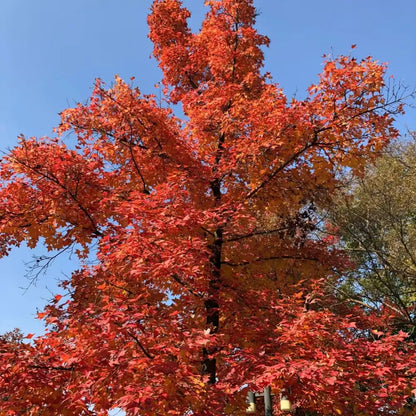 Chinese Sweetgum Seeds