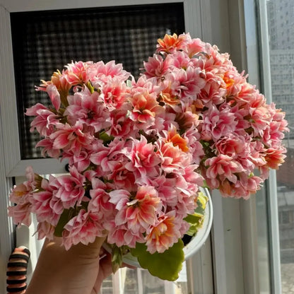 Fairy Tale Kalanchoe Seeds