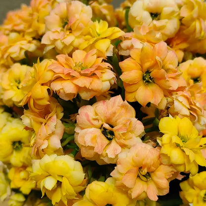 Barber Kalanchoe Seeds