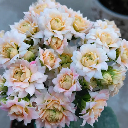 Strawberry Puff Kalanchoe Seeds