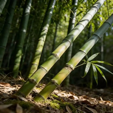 Thunder Bamboo Seeds