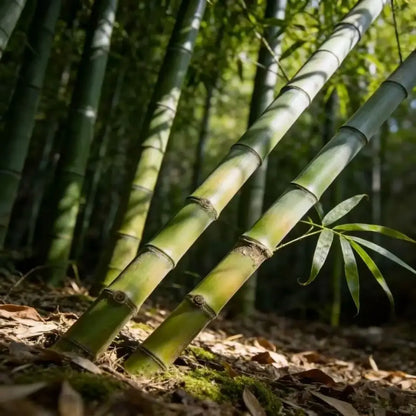 Thunder Bamboo Seeds