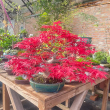 Japanese Maple Seeds