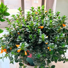 Goldfish Plant Seeds