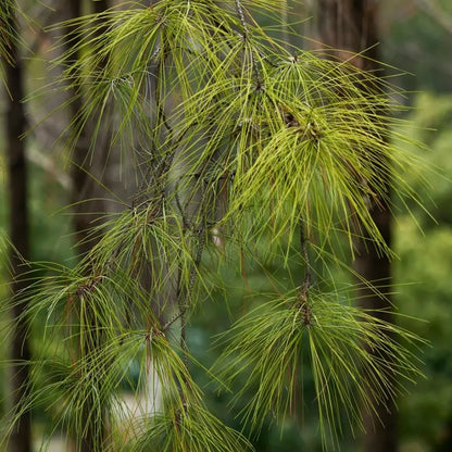 American Slash Pine Seeds