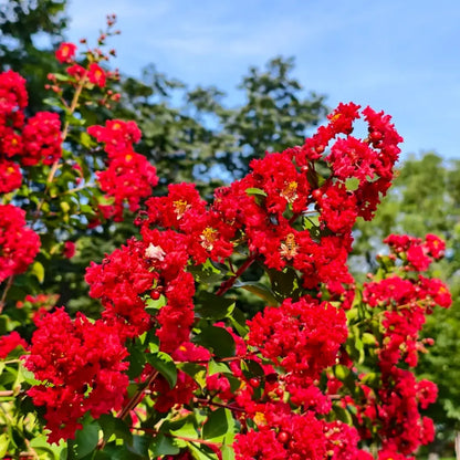 Dynamite Red Rocket Crape Myrtle Seeds