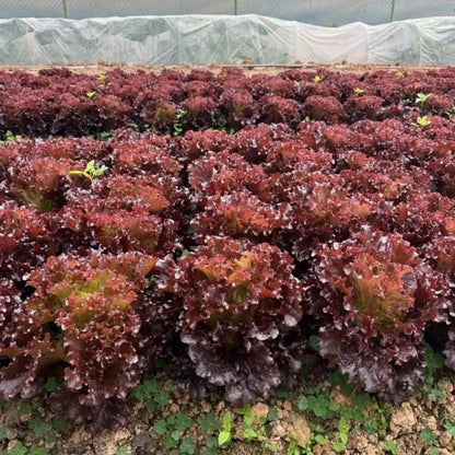 Purple Leaf Lettuce Seeds