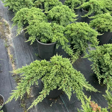 Japanese Juniper Seeds