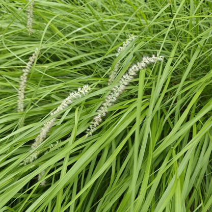 Napier Grass Seeds