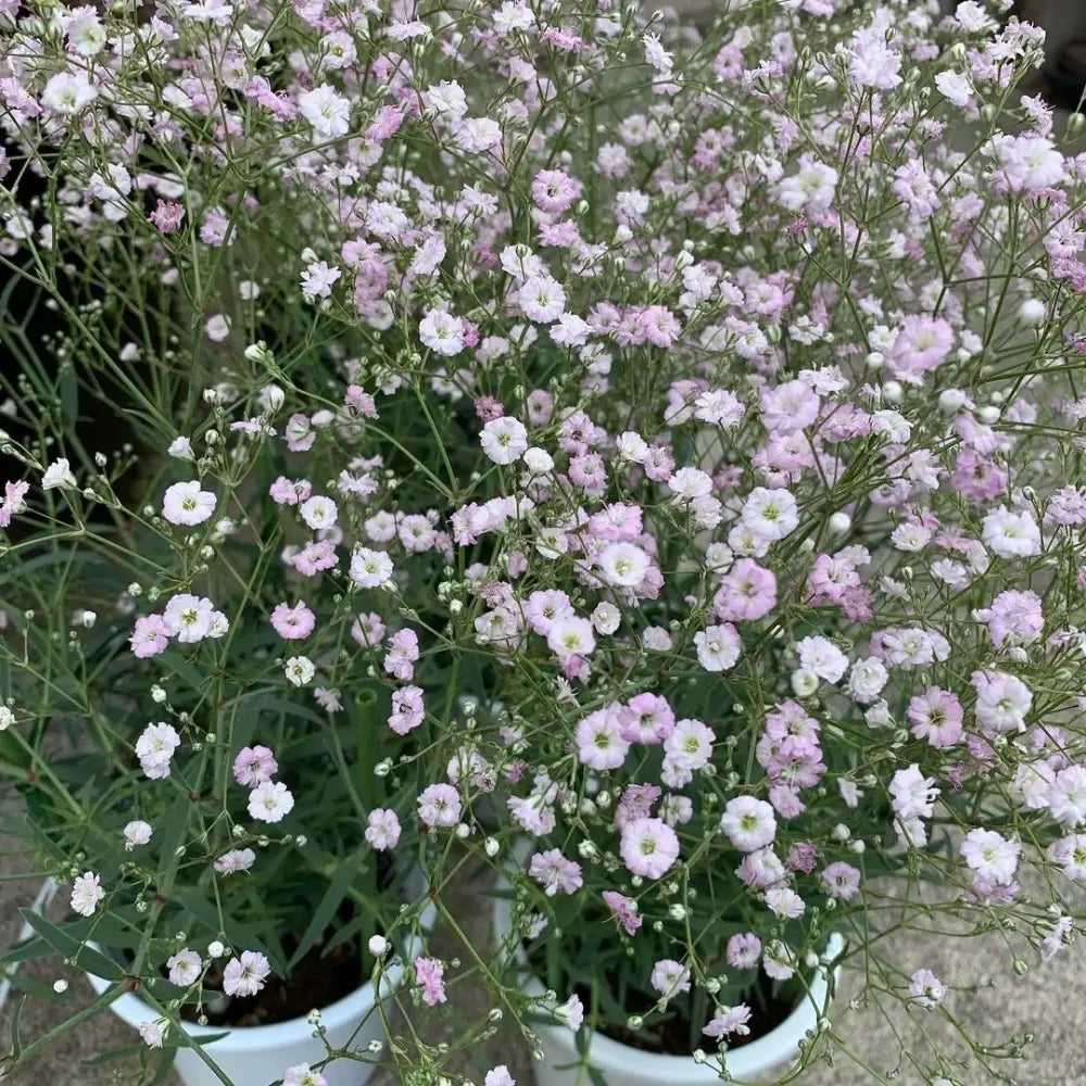 Pink Perennial Gypsophila Seeds