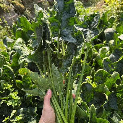 Large Leaf Spinach Seeds